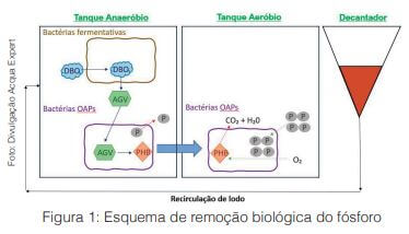 Remoção biológica reduz poluição por excesso de fósforo em rios, lagos e oceanos 